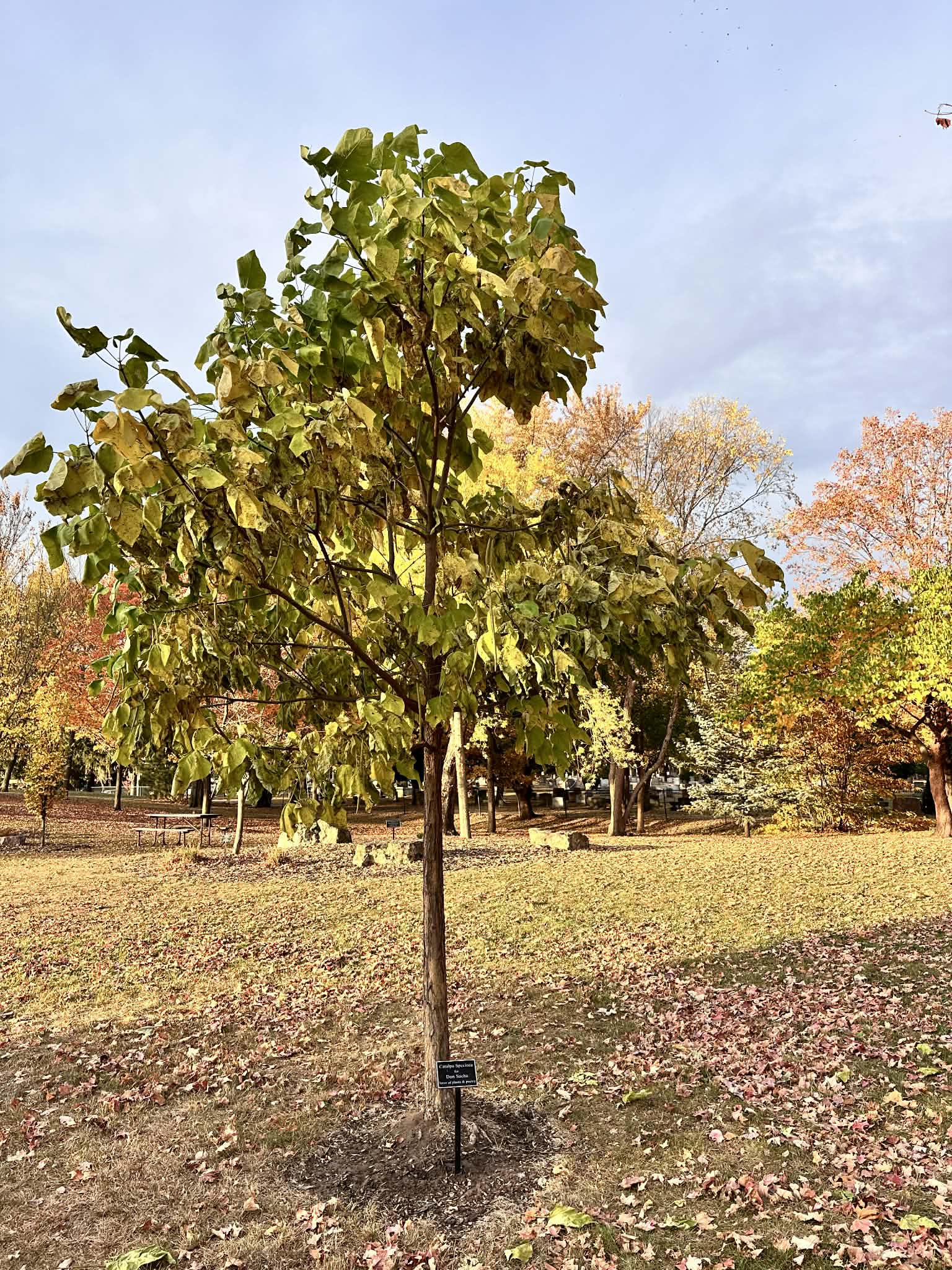 Tree Planting | City of La Crosse, WI