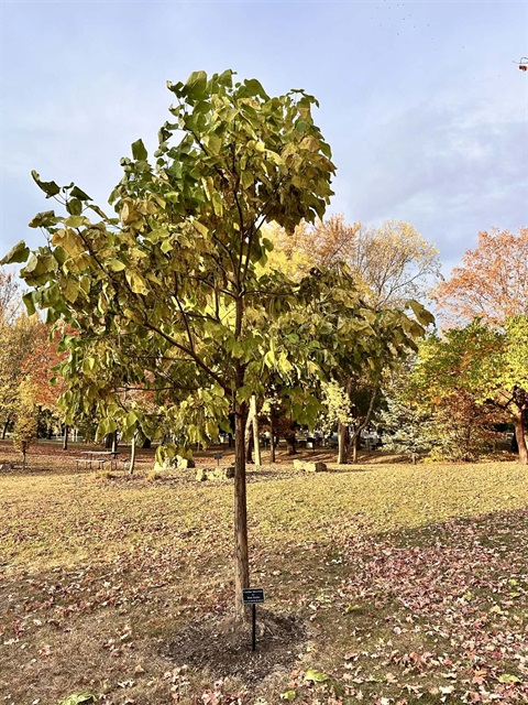 A young tree with green and yellowing leaves stands in a park, surrounded by trees with autumn foliage and fallen leaves on the ground.