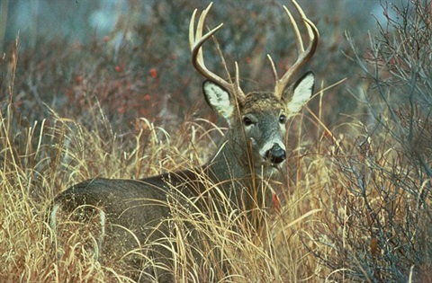 A buck deer with large antlers stands in tall, dry grass and brush, looking to the right.