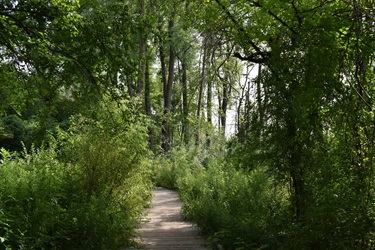 A wooden boardwalk curves through a lush forest with tall trees and dense green foliage on either side.
