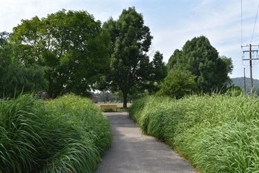 A paved path winds through a park with tall green grass on either side, leading to a bench under a large tree. Lush green trees and a utility pole are visible in the background under a partly cloudy sky.
