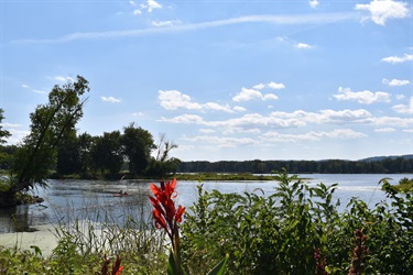 A calm lake under a bright blue sky with scattered white clouds. Lush green trees line the distant shore, and vibrant red flowers bloom in the foreground, adding a splash of color to the serene landscape.