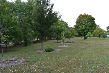 A grassy park with a variety of trees, some with green leaves and one with orange and red leaves indicating the start of autumn.