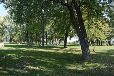 A sun-dappled park lawn with scattered trees and fallen leaves. Tall trees with green foliage cast long shadows across the grass.