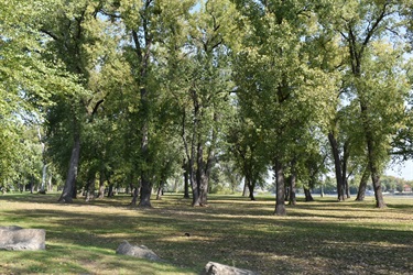 A park with many mature trees casting shadows on the grass, with fallen leaves scattered on the ground.