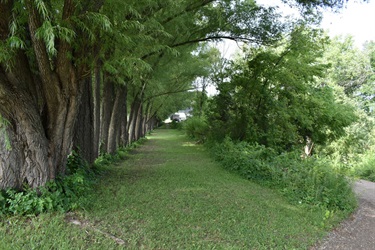 A grassy path is lined on the left by a row of large trees with thick trunks and on the right by lush green foliage and trees.