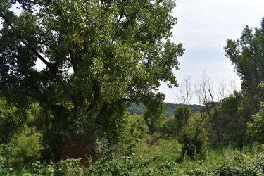 A lush green forest with a large tree in the foreground and a valley in the background under a cloudy sky.