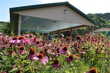 A field of purple coneflower blooms in front of a covered pavilion with a wooded hillside in the background.