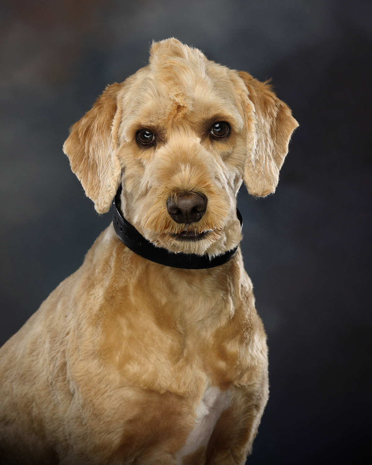 Portrait of a tan labradoodle wearing a black collar.