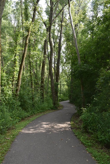 A paved walking path curves through a dense forest with tall trees and lush green foliage.
