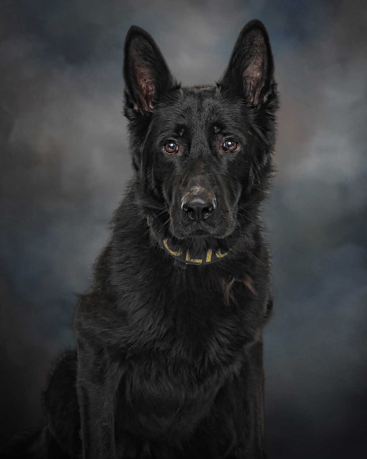 Portrait of a German Shepherd dog.