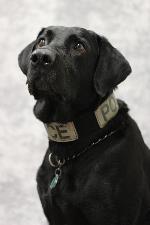 Portrait of a black labrador dog wearing a black and white collar with the word 