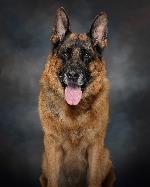 Portrait of a German Shepherd dog.
