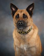 Portrait of a Belgian Malinois dog.